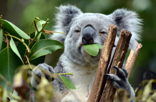  koala